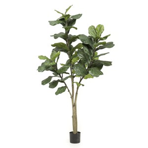 Schilliger Sélection  Ficus Lyrata artificiel  180cm