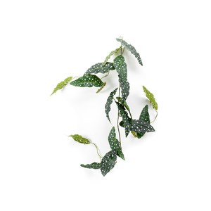Schilliger Sélection  Bégonia maculata en guirlande artificiel  120cm