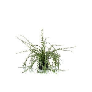 Schilliger Sélection  Epiphyllum artificiel  50cm