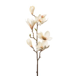 Schilliger Sélection  Magnolia en fleurs  74cm