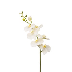 Schilliger Sélection  Phalaenopsis 9 fleurs et 2 boutons Blanc 90cm