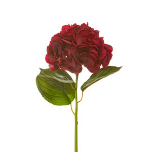 Schilliger Sélection  Hortensia avec feuilles RT Rouge bordeaux 63.5cm