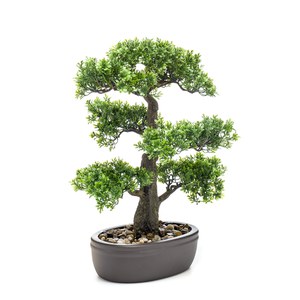 Schilliger Sélection  Bonsai Ficus artificiel coupe ovale brune  43cm