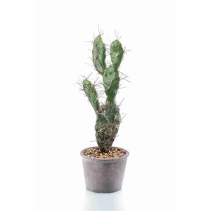 Schilliger Sélection  Cactus Sabra en pot artificiel  42cm