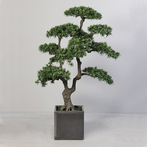 Schilliger Sélection  Bonsai Podocarpus pot carré  170cm