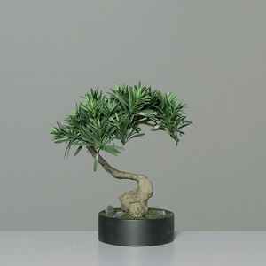 Schilliger Sélection  Bonsai Podocarpus coupe ronde  27cm