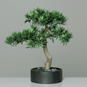 Schilliger Sélection  Bonsai Podocarpus coupe ronde  47cm