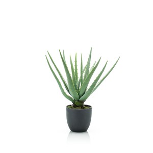 Schilliger Sélection  Aloe vera artificielle  35cm