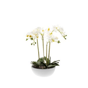Schilliger Sélection  Phalaenopsis en pot artificiel  60cm