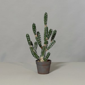 Schilliger Sélection  Cactus artificiel  63cm