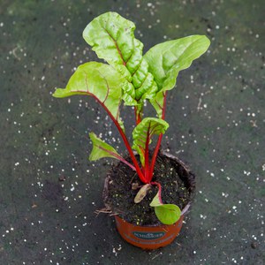 Schilliger Production  Bette à côtes rouge Rouge cerise Pot de 10.5 cm