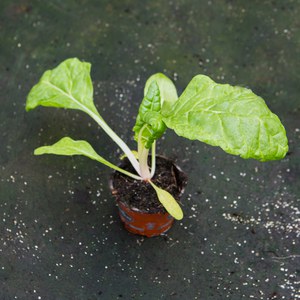 Schilliger Production  Bette à côtes verte Blanc Pot de 10.5 cm
