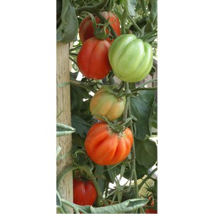   Tomate greffée 'Coeur de Boeuf'  12 cm