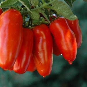 Schilliger Production  Tomate greffée 'San Marzano'  Pot de 12 cm