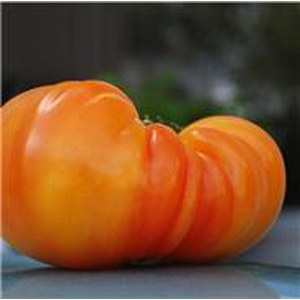 Schilliger Production  Tomate 'Ananas'  Pot de 10.5 cm