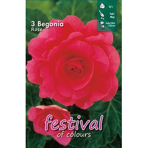   Bégonia Grandiflora Rose  3 pièces