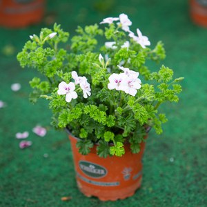 Schilliger Production  Pelargonium crispum 'Angeleyes'  Pot de 12 cm