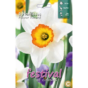   Narcisses 'Flower Record'  5 pcs 14/16