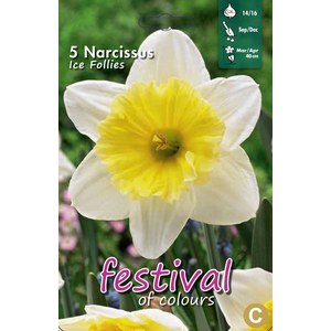  Narcissus 'Ice Follies'  5 pcs 14/16