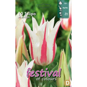   Tulipes Marilyn 12/+  10 pcs 12/+    