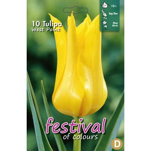   Tulipes fleurs de Lys 'West Point'  10 pcs 12/