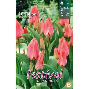   Tulipes 'Toronto'  10 pcs 12/+