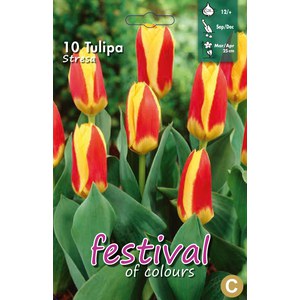   Tulipes 'Stresa'  10 pcs 12/+