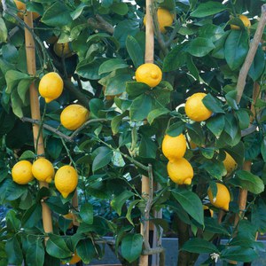   Citrus limon  Pot 22 cm buisson 70/80