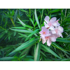   Nerium oleander  Pot 17-18cm h45/60