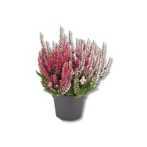 Production Suisse  Calluna vulgaris 'Gardengirls Bicolore'  Pot de 11 cm