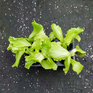 Production Suisse  Salade type 'Iceberg Verte'  Bac de 6