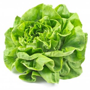 Production Suisse  Salade Pommée verte  bacs de 6