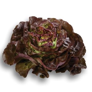 Production Suisse  Salade Pommée rouge  bacs de 6