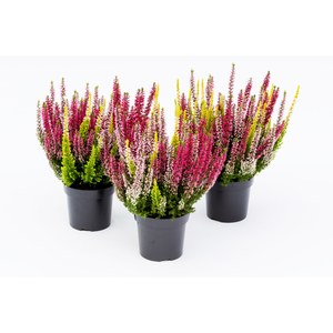 Production Suisse  Calluna vulgaris 'Gardengirls Tricolore'  Pot de 13 cm