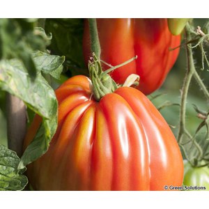 Schilliger Production  Tomate 'Liguria'  Pot de 10.5 cm