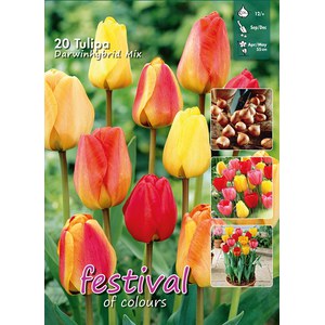 Hakuun, Tulipe hybride Darwin, 20 bulbes - Bulbes à fleurs automne / Tulipes  - Samen-Mauser