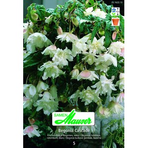   Begonia pendula cascade Blanc  
