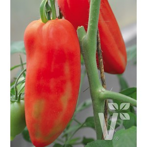 Schilliger Production  Tomate greffée 'Andine cornue'  Pot de 12 cm