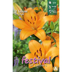   Lilium asiatiques Orange  16/18..        
