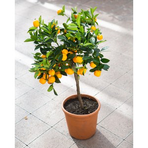   Citrus mitis  Pot 20 cm buisson 60/70 extra
