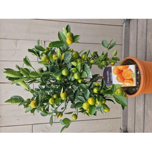 Schilliger Production  Citrus mitis  Pot 20 cm buisson 60/70 extra