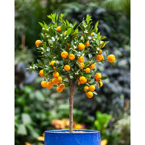 Schilliger Production  Citrus mitis (vendu sans cache-pot)  Pot 20 cm buisson 60/70 extra