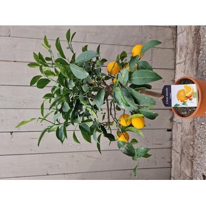   Citrus sinensis  Pot 20 cm h60/70