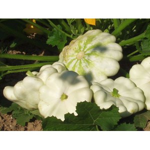 Schilliger Production  Patisson blanc  Pot de 10.5 cm