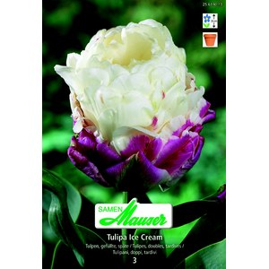   Tulipe  .Ice.Cream.3.bulbes  12/