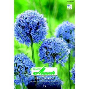   Allium caeruleum (azureum) 25  4/