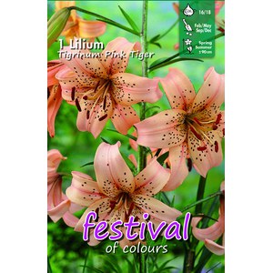   Lilium Tigrinium Pink Tiger  