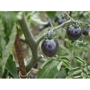 Schilliger Production  Tomate 'Black Cherry'  Pot de 10.5 cm