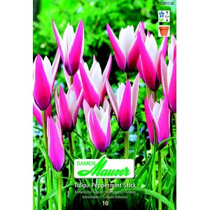   Tulipe botanique Peppermint 10  7/