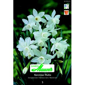   Narcisse Botanique Thalia.5  14/